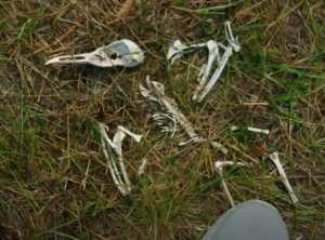 Bird skeleton looks like Khonshu